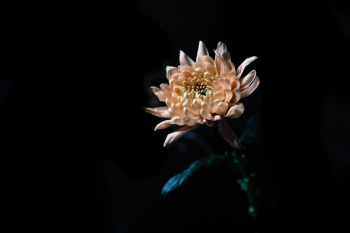Peach Flower In Dark Peach Flower In Dark