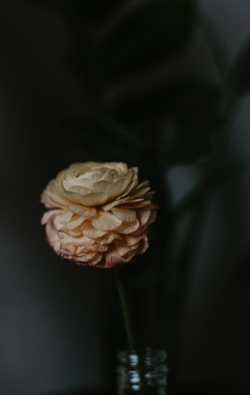 Peach Flower in Vase Peach Flower in Vase