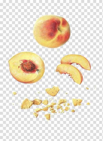 Peach Fruit, peach transparent background PNG clipart Peach Fruit, peach transparent background PNG clipart