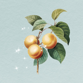 Peaches branch clipart, vintage fruit | Free Photo - rawpixel Peaches branch clipart, vintage fruit | Free Photo - rawpixel