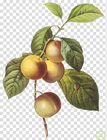 Peaches fruits illustration transparent background PNG clipart Peaches fruits illustration transparent background PNG clipart