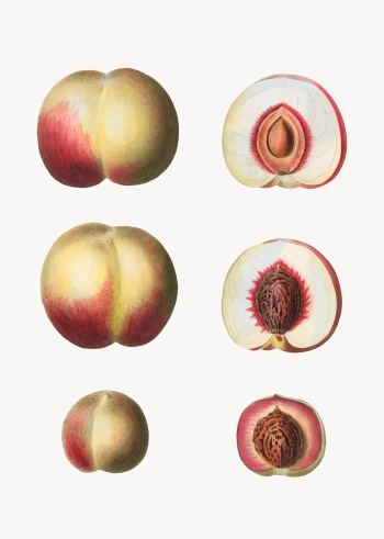 Peaches in a row | Free stock vector - 568968 Peaches in a row | Free stock vector - 568968
