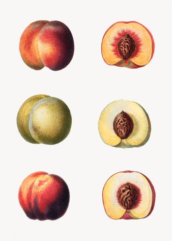 Peaches in a row | Free stock vector - 569002 Peaches in a row | Free stock vector - 569002