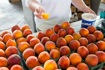 Peaches on Green Trays Peaches on Green Trays