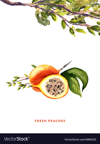 Peaches Watercolor vector image Peaches Watercolor vector image