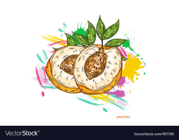 Peaches with colorful splashes vector image Peaches with colorful splashes vector image