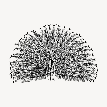 Peacock bird clipart, vintage illustration | Free Vector - rawpixel Peacock bird clipart, vintage illustration | Free Vector - rawpixel