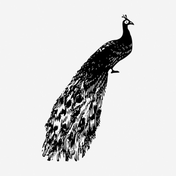 Peacock drawing, vintage wildlife illustration. | Free Photo - rawpixel Peacock drawing, vintage wildlife illustration. | Free Photo - rawpixel