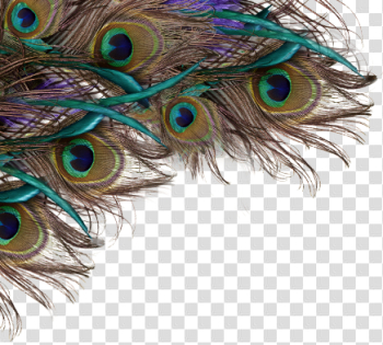 Peacock Feather images Transparent png