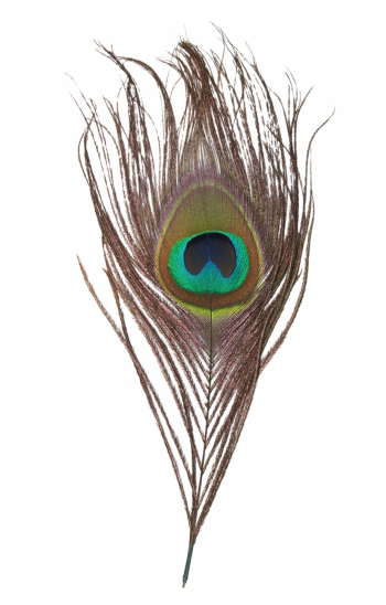 Peacock Feather Png Transparent Images - Real Peacock Feather Png ...