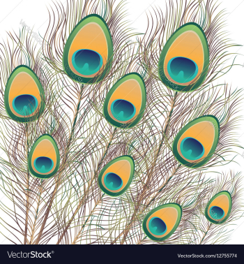 Peacock Feathers vector image Peacock Feathers vector image