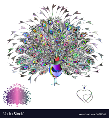 peacock multicolored beauty tropical bird peacock multicolored beauty tropical bird