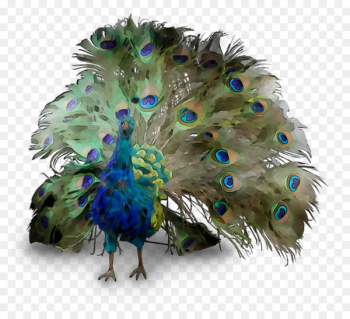 Peafowl Feather Beak - Peafowl Feather Beak -