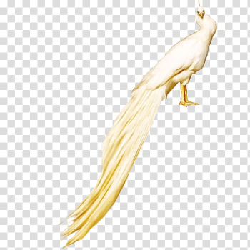 Peafowl White Rock dove, White Peacock FIG. transparent background PNG clipart Peafowl White Rock dove, White Peacock FIG. transparent background PNG clipart