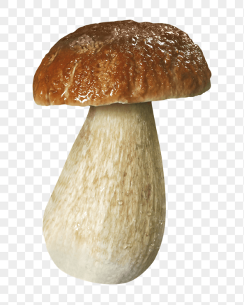 Penny bun mushroom png sticker, | Free PNG - rawpixel