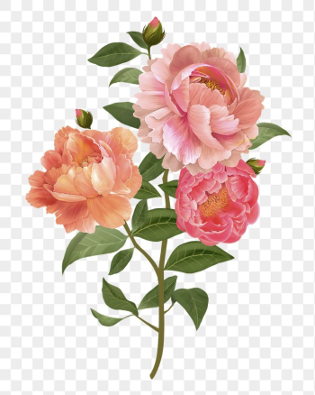 Peonies png flower sticker illustration, | Free PNG - rawpixel Peonies png flower sticker illustration, | Free PNG - rawpixel