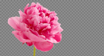 Peonies PNG Free Download Peonies PNG Free Download