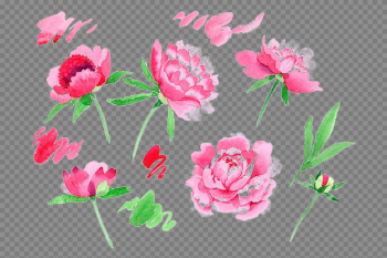 Peonies PNG Image Peonies PNG Image