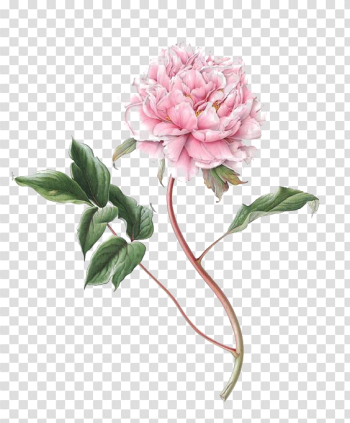 Peonies PNG Image Background Peonies PNG Image Background
