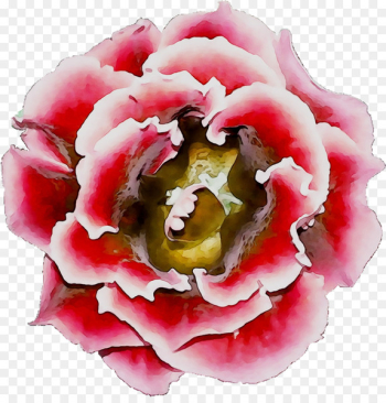 Peony - Peony -