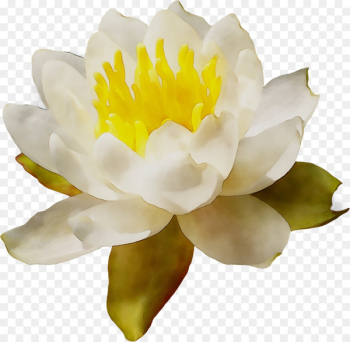 Peony - Peony -