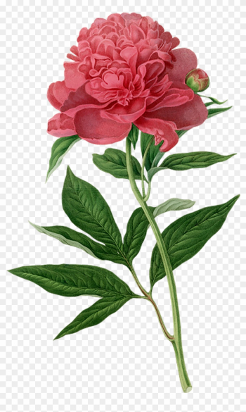Peony Botanical Illustration Botany Printmaking Printing - Botanical Drawings Of Flowers Peony Botanical Illustration Botany Printmaking Printing - Botanical Drawings Of Flowers