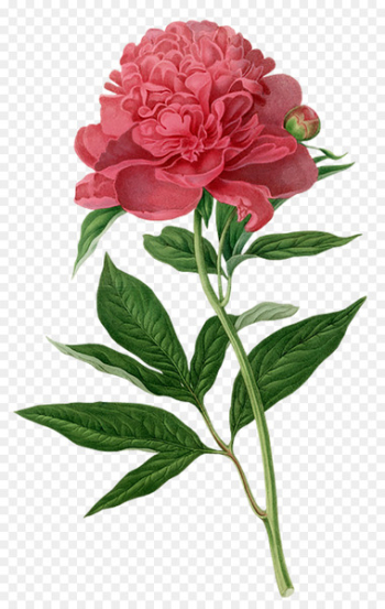 Peony Botanical illustration Botany Printmaking Printing - Hand drawn flower painting 