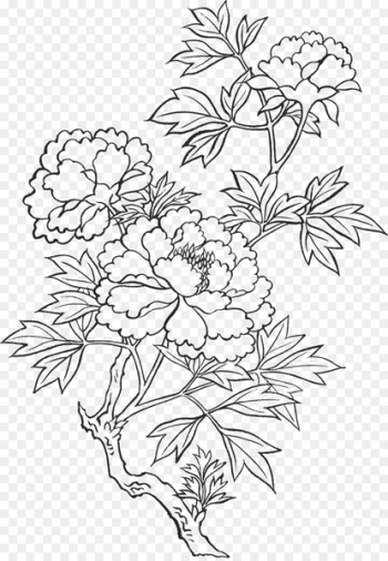 Peony Drawing Art Sketch - peony Peony Drawing Art Sketch - peony