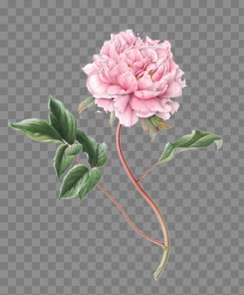 Peony File Peony File