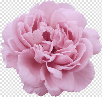 Peony Flower Garden roses , peony transparent background PNG clipart Peony Flower Garden roses , peony transparent background PNG clipart