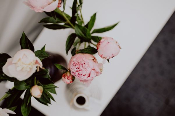 Peony flowers in vase Peony flowers in vase