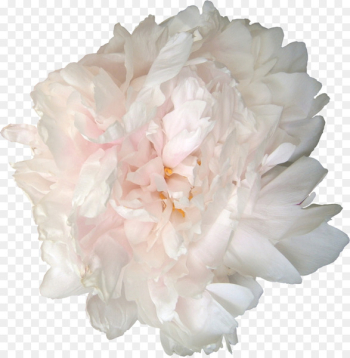 Peony Garden roses Flower Clip art - peonies Peony Garden roses Flower Clip art - peonies