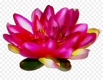 Peony Magenta Aquatic Plants Proteales - Peony Magenta Aquatic Plants Proteales -