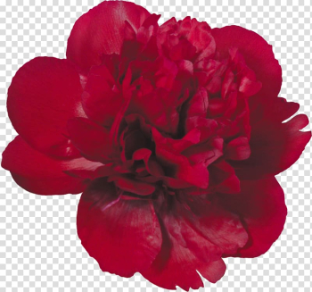 Peony , peony watercolor transparent background PNG clipart Peony , peony watercolor transparent background PNG clipart