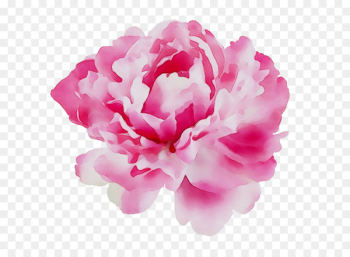 Peony Perfume Calvin Klein Aroma Cut flowers -  