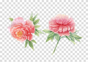 Peony Watercolor painting, peony transparent background PNG clipart Peony Watercolor painting, peony transparent background PNG clipart