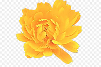 Peony, Yellow, Flower PNG Peony, Yellow, Flower PNG