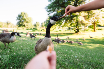 People Feeding Geese People Feeding Geese