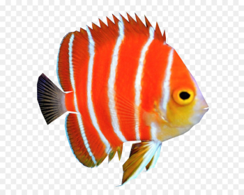 Peppermint angelfish Coral reef fish - fish Peppermint angelfish Coral reef fish - fish