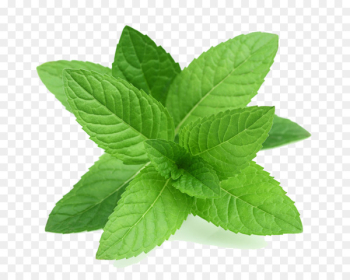 Peppermint Apple Mint Mentha spicata Leaf Herb - Mint PNG Transparent Picture 
