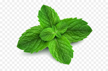 Peppermint Spearmint Menthol Pennyroyal Water Mint - pepermint 