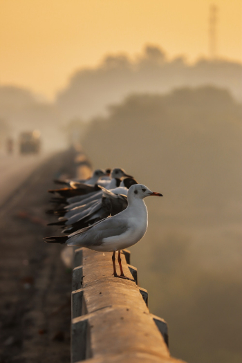 Perched Birds Perched Birds