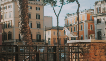 Perched Seagull Perched Seagull