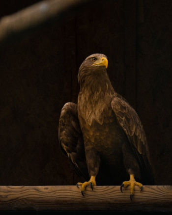 Perched White-tailed Eagle Perched White-tailed Eagle