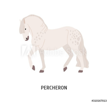 Percheron breed horse flat vector illustration