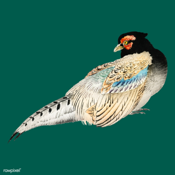 Peregrine falcon by Kōno Bairei (1844-1895)... | Free stock vector - 467117 Peregrine falcon by Kōno Bairei (1844-1895)... | Free stock vector - 467117