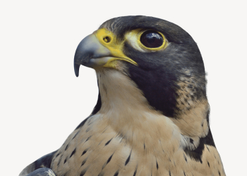 Peregrine falcon collage element, animal | Free PSD - rawpixel Peregrine falcon collage element, animal | Free PSD - rawpixel
