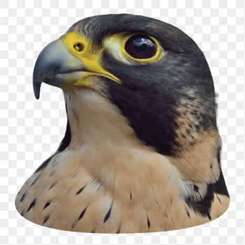 Peregrine falcon png sticker, transparent | Free PNG - rawpixel Peregrine falcon png sticker, transparent | Free PNG - rawpixel