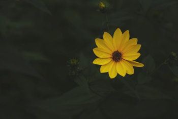Perfect Yellow Flower Perfect Yellow Flower