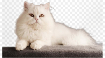 Persian cat Bengal cat Kitten Dog - White Persian cat Persian cat Bengal cat Kitten Dog - White Persian cat